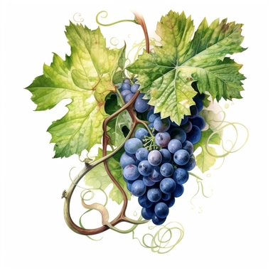 watercolor ultra realistic and hyper detailed illustration of a Grapevine with winding tendrils, clipart, white background