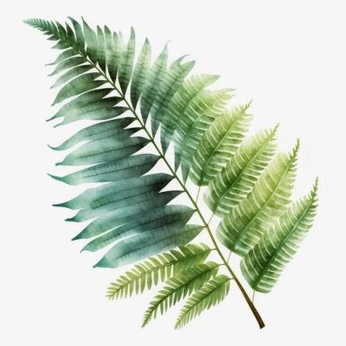 watercolour beautiful Lauren fern tropical leaf with beautiful beautifully detailed realistic Lauae fern palm tropical leaf png image,high resolution,300dpi,graphic clipart,computer graphics
