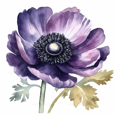 Purple Anemone Clipart, watercolor style, white background