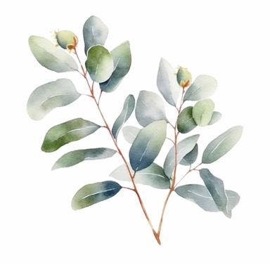 eucalyptus decal, single element, watercolor, clipart, white background