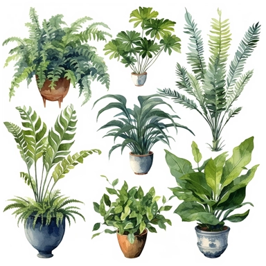 BOSTON FERN, DWARF DATE PALM, SPIDER PLANT, CHINESE EVERGREEN, DEVIL’S IVY, BROADLEAF LADY PALM, PEACE LILY, BARBERTON DAISY, watercolor, Object, vector collection, clipart, 8k, white background.