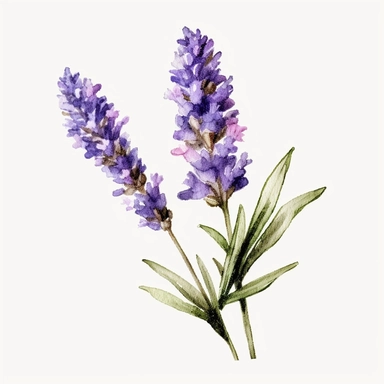 watercolor lavender flower single stem clipart