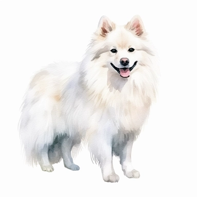 american eskimo dog watercolour painting realistic yet stylized, digitally enhanced, clipart, 32k uhd, detailed crosshatching white background