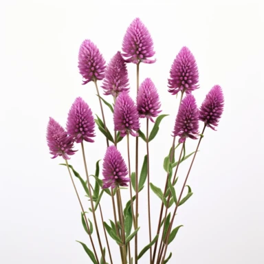 high def photograph clipart vector image with plain white background of a hyper realistic high definition photograph of a bunch of purple prairie clover growing. extremely detailed. 35mm lens. 8k. Ultra HD.
