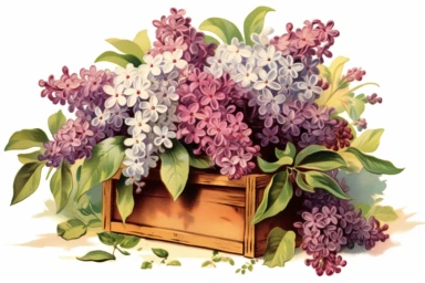 Vintage 1920 detailed open box of lilacs Illustration , Chromolithograph, Die Cut, 1920s Illustration, Vintage, Chromolithograph, Colorful, Antique, Ephemera, Clipart, 8k, Isolated on white