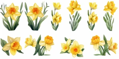 narcissus Watercolor set clipart . Spring flower for greeting card, invitation, easter design