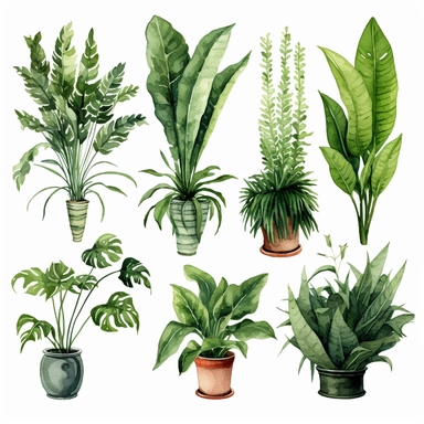 BOSTON FERN, DWARF DATE PALM, SPIDER PLANT, CHINESE EVERGREEN, DEVIL’S IVY, BROADLEAF LADY PALM, PEACE LILY, BARBERTON DAISY, watercolor, Object, vector collection, clipart, 8k, white background.