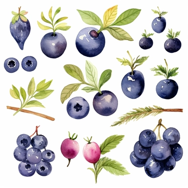 A charming watercolor Huckleberry fruit clipart bundle, showcasing an adorable Huckleberry fruit engrossed in playful activities. Against a clean white background, the watercolor painting depicts the cub's unbridled enjoyment and sense of fun. This Huckleberry fruit clipart bundle infuses designs with a lively and joyful atmosphere, creating a delightful and engaging visual experience. /artistic_style:Watercolor painting /background:white /subject:playful Huckleberry fruit /emotion:enjoyment, fu
