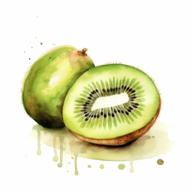 watercolor kiwi fruit clipart,white background
