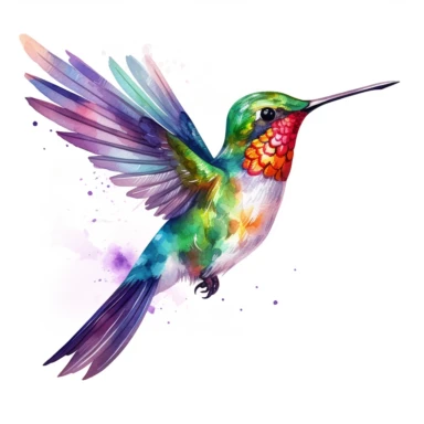 watercolor hummingbird on white background. Clipart