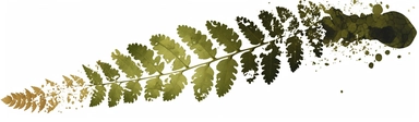 cliparts for fern leaves png, in the style of layers of paint, kōji morimoto, blink-and-you-miss-it detail, organic abstracts, dotted, fujifilm provia, fragmented