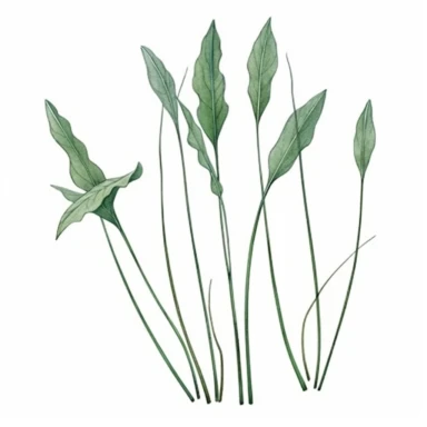 Watercolor of tall slender micro dainty poppy leaves. Ikebana poppy leaves typically have a distinctive elongated shape with a pointed tip, and are deeply lobed or dissected. The lobes are typically rounded or toothed, and may be arranged alternately or opposite each other along the stem. Floral Clipart, poppy, Minimalist Flowers Watercolor, Ikebana Clipart, Separated design