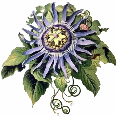 clipart, vintage medusa passion flower, botanical illustration, from gardening magazines from 1700's to the early 20th century