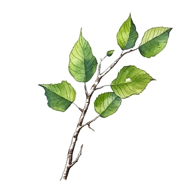 a little branch of a birch tree leaves, watercolor clipart, green leaves, cut out, simple line art drawing, thin black outlines