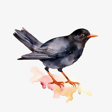 Watercolor blackbird clipart, white isolated background, space out, hd
