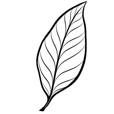 simple leaf clip art, clean blank line art, no gray color