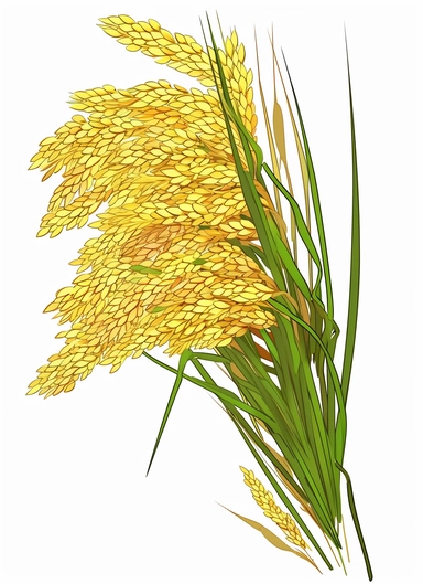 a bunch of golden rice, surrounded by clipart leaf clipart, in the style of gene luen yang, realistic brushwork, light yellow and amber, simplified line work, françois boquet, realistic detail, stock photo