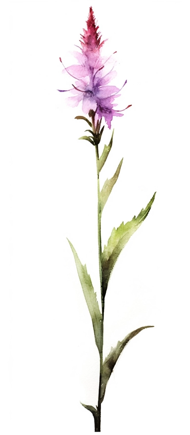 single elegant tender blazing star wild spring flower with long body, bodt without leaf, watercolor, clipart, no text, no caption, no leaf v 5