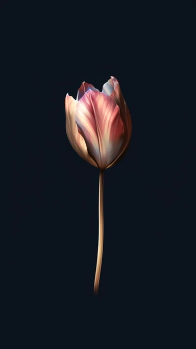 cute aesthetic minimalist iPhone wallpaper, featuring a single tulip watercolour clipart, pink, dark blue and brown elegant shades, gold edges