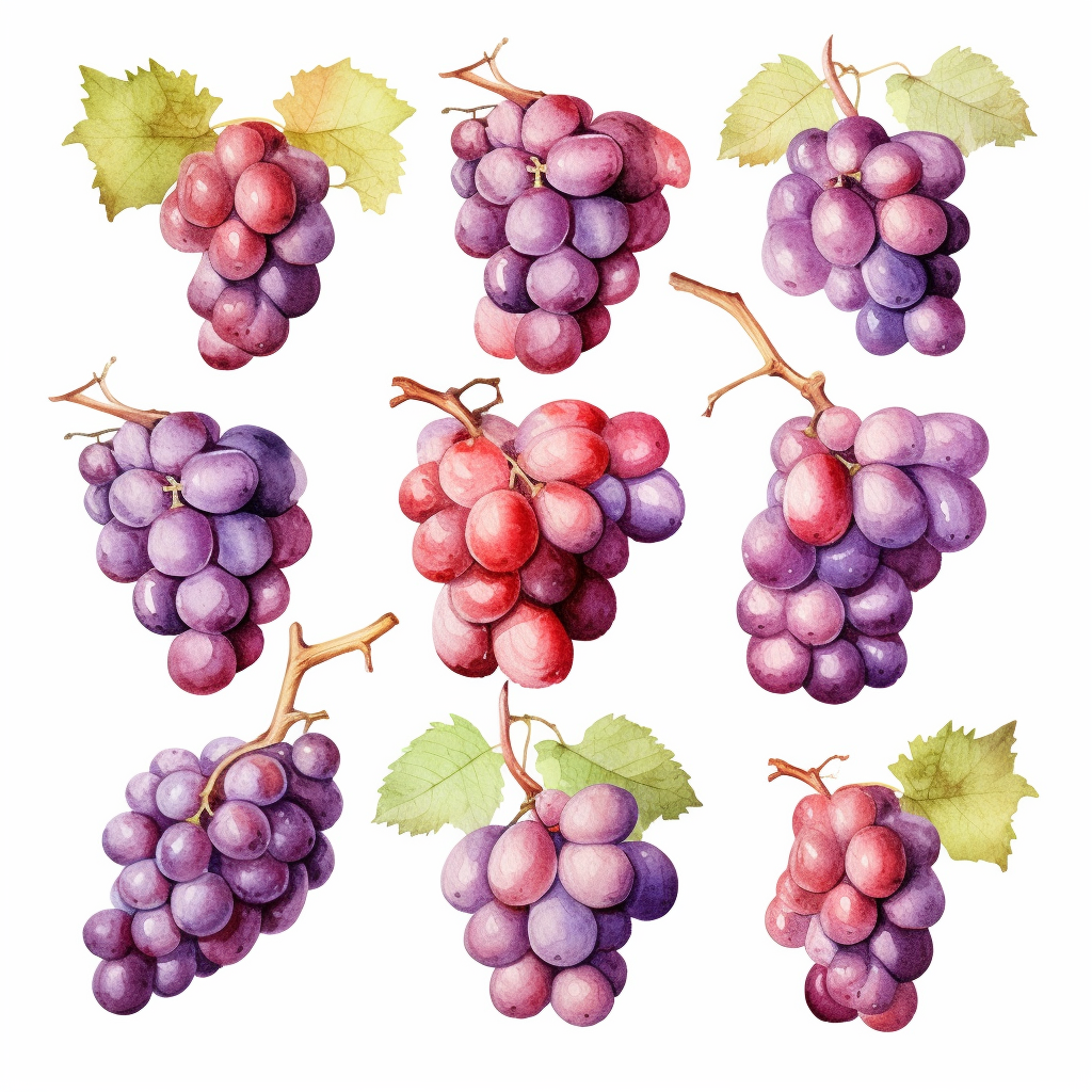 grape cliparts