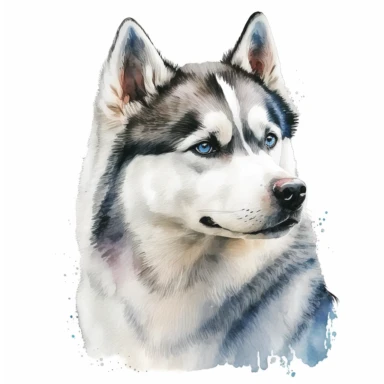 a watercolor art painting of a Husky dog, clipart, white background