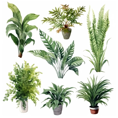 BOSTON FERN, DWARF DATE PALM, SPIDER PLANT, CHINESE EVERGREEN, DEVIL’S IVY, BROADLEAF LADY PALM, PEACE LILY, BARBERTON DAISY, watercolor, Object, vector collection, clipart, 8k, white background.