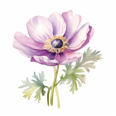 Anemone flower, water color style, clipart, white background