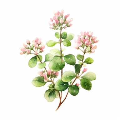 A clipart of a flowering marjoram plant, with tiny white or pink flowers clipart, white background, watercolor sophisticated drawing