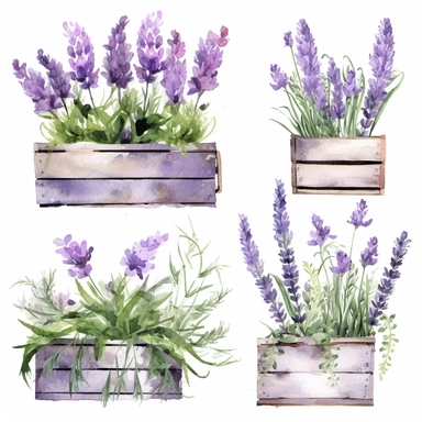 different types of watercolor lavender-colored flowers growing out of a flower box, lavender flower wooden box, watercolor lavender garden Clipart, secret garden theme, Provence floral spring, each image must be on a white background with margins, each image must be separated by a margin, single design clip art 8k, s750