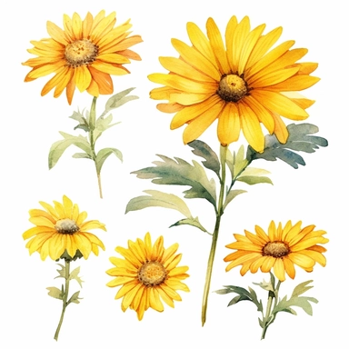 yellow daisies flower clipart, water color
