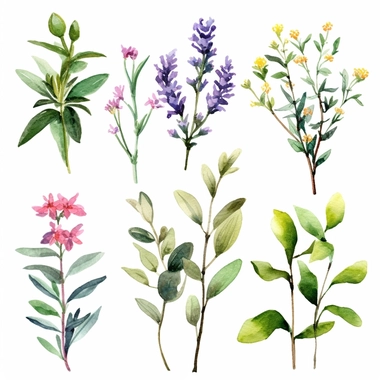 Watercolor tea herbs Clipart, tea herbs, Minimalist tea herbs Watercolor, Ikebana Clipart, Separated design, 8k