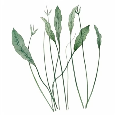 Watercolor of tall slender micro dainty poppy leaves. Ikebana poppy leaves typically have a distinctive elongated shape with a pointed tip, and are deeply lobed or dissected. The lobes are typically rounded or toothed, and may be arranged alternately or opposite each other along the stem. Floral Clipart, poppy, Minimalist Flowers Watercolor, Ikebana Clipart, Separated design