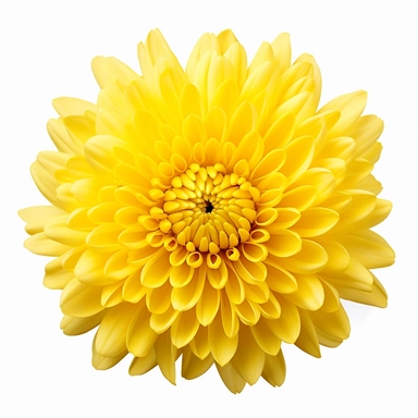 yellow Chrysanthemum, vibrant yellow, clipart, high quality, white background
