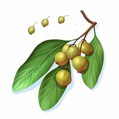 Isometric Sticker Clip Art of Lindentree Fruit, children friendly, illustrated in a playful and realistic style, perfect for any special occasion, cut out in the shape of a single very long Leaf with small balls, with no visible background, giving it the appearance of a sticker, conveying a mystical and whimsical mood, edited with Adobe Photoshop to adjust brightness and contrast, rendered as a transparent PNG file with a high resolution to ensure a crisp and clear image with no pixelation, suit