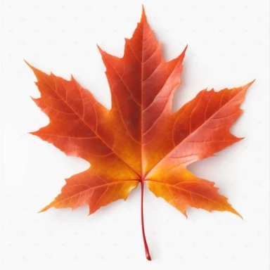 real photo maple leaf Clipart ,top space blank,white background