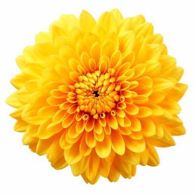 yellow Chrysanthemum, vibrant yellow, clipart, high quality, white background