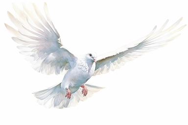Clip art of flying dove, white, White margins around the image, drawn by Helen Beatrix Potter, easy to crop image, white background