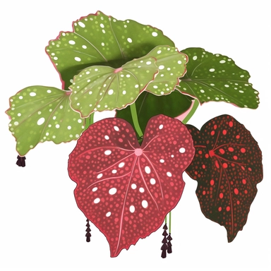 Clipart, Polka Dot Begonia's, Plantae, Tracheophytes Raddi, is a tropical plant native to southeast Brazil. It has green oblong leaves in shaped of angel wing, in a vibrant olive green color, deep red purple undersides of leaves and polka dot finishes on top. It has silver spots on its surface and a crimson reddish underside