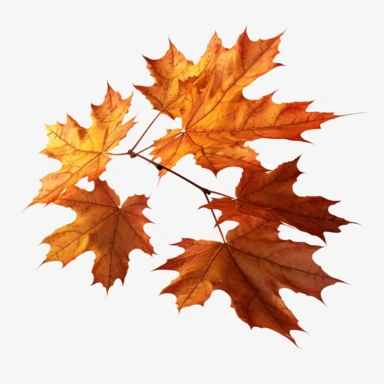 Maple autumn leaves and branches, Clipart, white isolated background, space out, hd, 8k, realistic