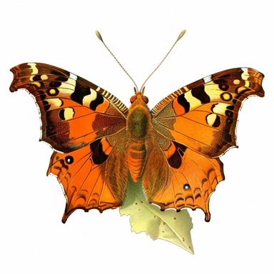 Vintage 1920 Polygonia Comma Butterfly Illustration, Chromolithograph, 1920s Illustration, Vintage, Chromolithograph, Colorful, Antique, Ephemera, Clipart, 8k, Isolated on white