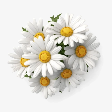 3d daisies, clipart, white background