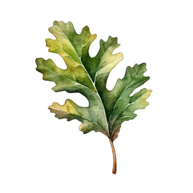 a minimal watercolor clipart of a oak tree leaf, white background