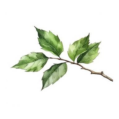 Green Leaf branch in Watercolor hyper-realistic detailed illustrations, elegant water ink brush strokes techniques, delicate markings, monochromatic paintings, free brushwork, watercolor illustrations, painted illustrations Clipart, White Background Clipart, White Background