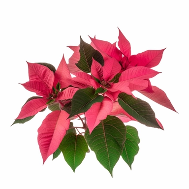 Pink red Poinsettia cultivar with dark green leaves foliage plant bush used in Christmas floral displays isolated on white background, clipping path included.--ar 3:2