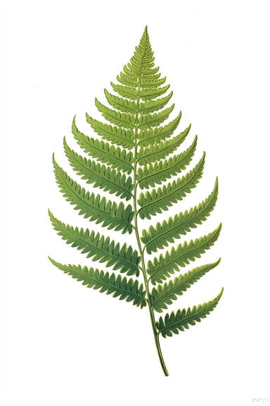Vintage 1920 Green Fern Leaf Illustration , Chromolithograph, Die Cut, 1920s Illustration, Vintage, Chromolithograph, Colorful, Antique, Ephemera, Clipart, 8k, Isolated on white