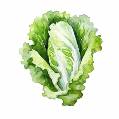Lettuce logo watercolor,simple Watercolor, hyper realistic, white background, white margins, 16k, ultra detailed clipart, cut out image, hand - drawn, whimsical manhwa style, ultra HD, sharp and clean art