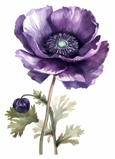 Purple Anemone Clipart, watercolor style, white background