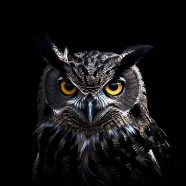 clipart vector image with black background of a hyper realistic high definition 4k photograph of an owl