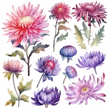 Clipart Watercolor chrysanthemum, passion flower, artichoke, clipart elements bundle