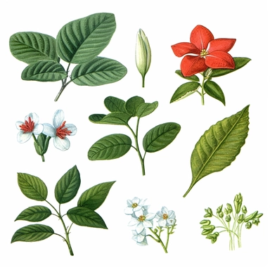 Clip art of Hawaiian plant collection simple, White margins around the image, drawn by Helen Beatrix Potter, easy to crop image, white background